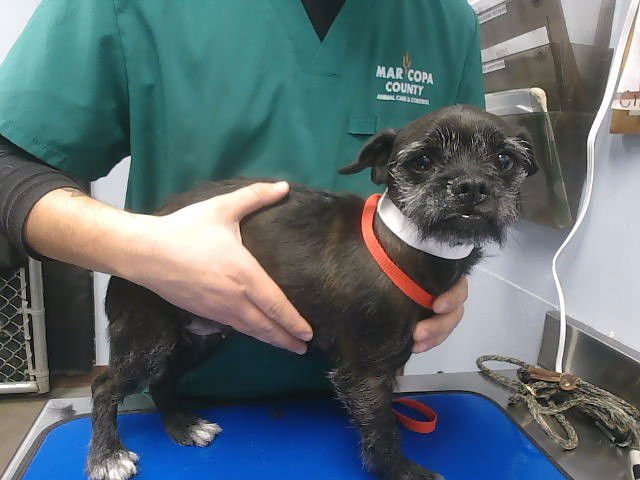 SNUGGIE - Cairn Terrier available for adoption