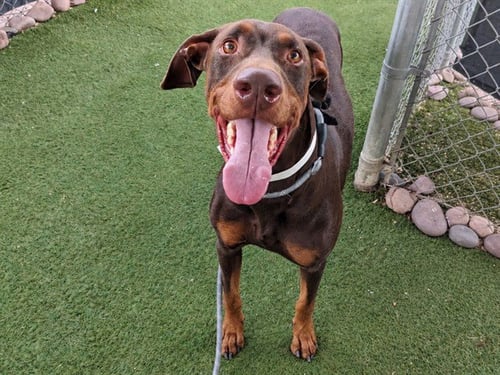 CHICO - Doberman Pinscher available for adoption