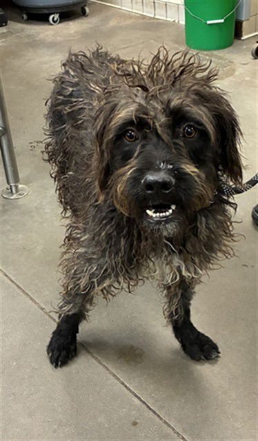 LUCIANO - Border Terrier available for adoption