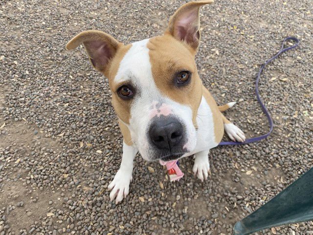 PEACHY - American Pit Bull Terrier available for adoption