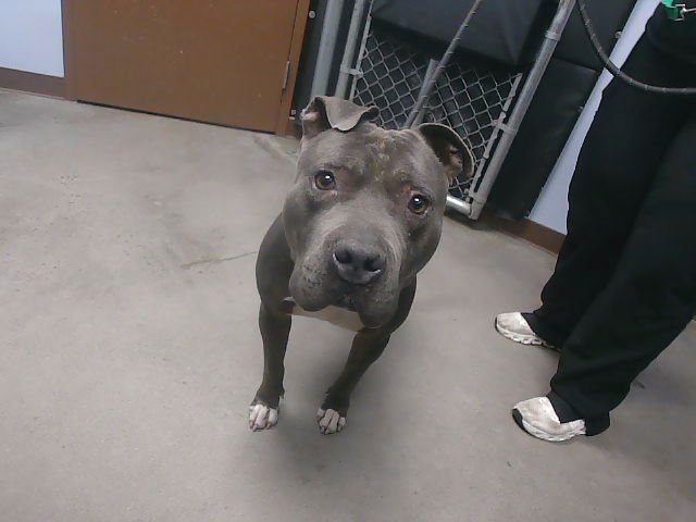 SCHNEIDER - American Pit Bull Terrier available for adoption