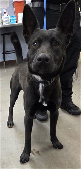 SPACEMAN - German Shepherd Dog available for adoption