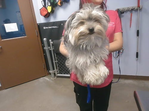 TOODLES - Lhasa Apso / Shih Tzu available for adoption
