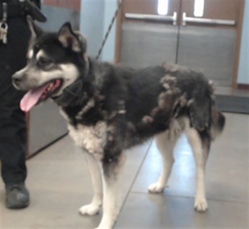 HUBBARD - Alaskan Malamute available for adoption