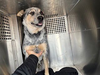 WIZARD - Australian Cattle Dog/Blue Heeler available for adoption