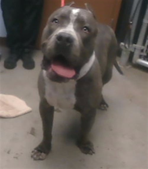 BISCUIT - Cane Corso Mastiff available for adoption
