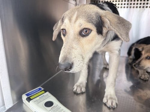 BOO - Australian Cattle Dog/Blue Heeler available for adoption
