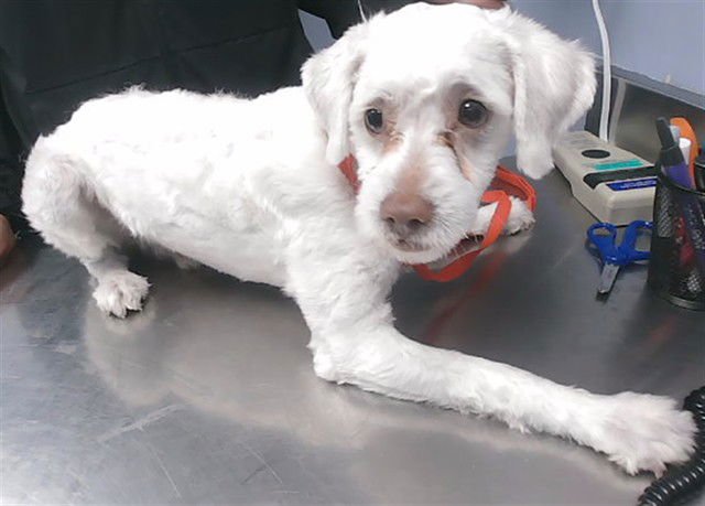 BUDDY - Poodle (Toy) available for adoption