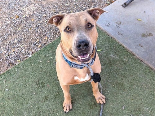 ZEKE - American Pit Bull Terrier available for adoption