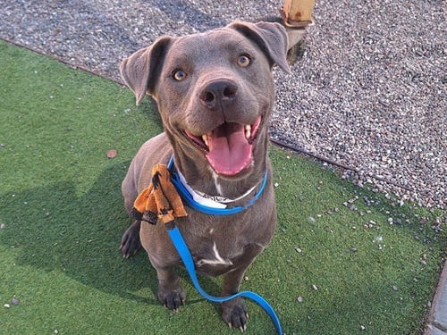 WIZ - American Pit Bull Terrier / Weimaraner available for adoption