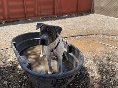 ALFREDO - American Pit Bull Terrier available for adoption
