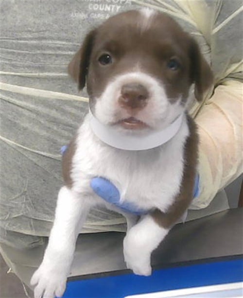 AKKADIA - Boxer available for adoption