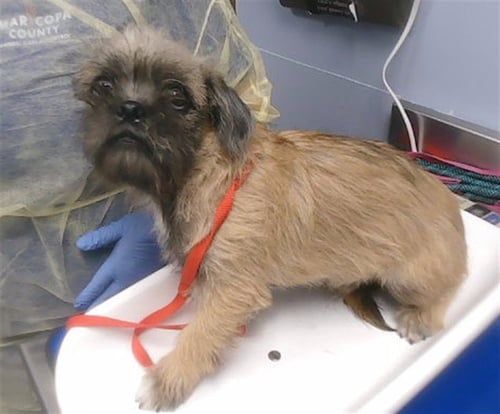 BEAN - Brussels Griffon available for adoption