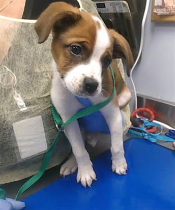 ROOK - Boxer available for adoption