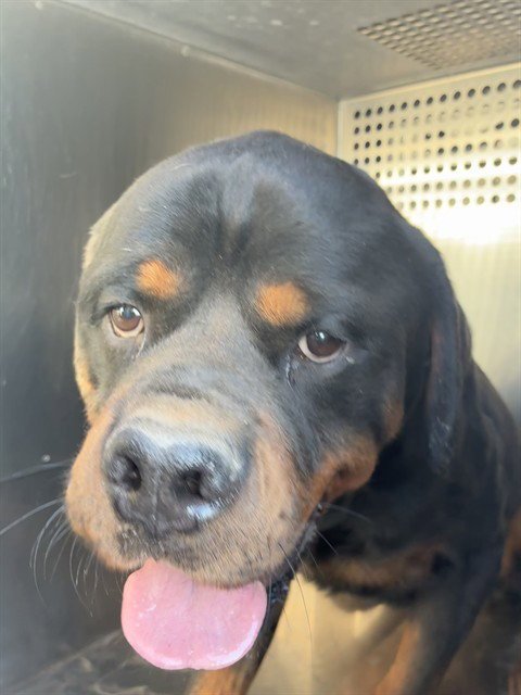 TOOZ - Rottweiler available for adoption