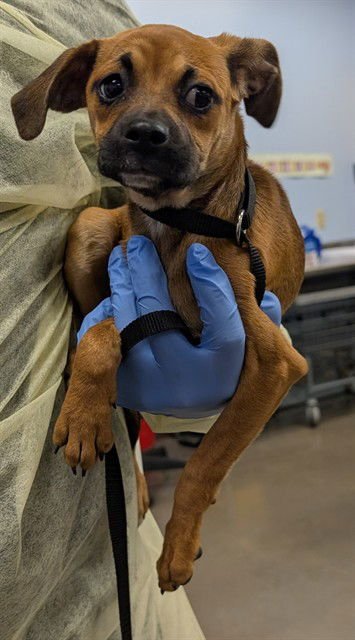 SALMON - Chihuahua available for adoption