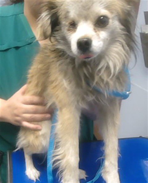 NEMO - Pomeranian / Chihuahua available for adoption