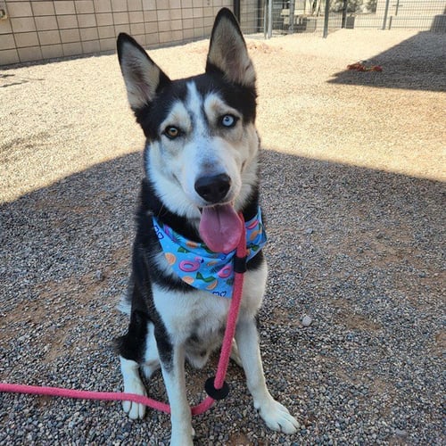 TOBY - Husky / German Shepherd Dog available for adoption