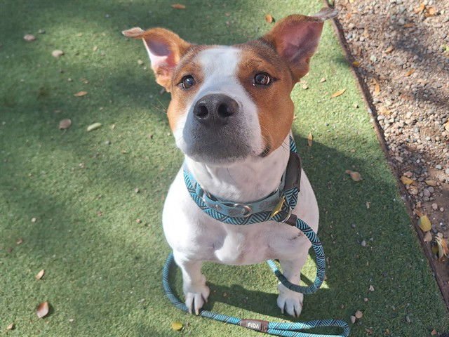 BECK - American Pit Bull Terrier available for adoption