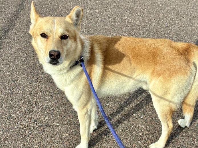 BLITZ - German Shepherd Dog / Siberian Husky available for adoption