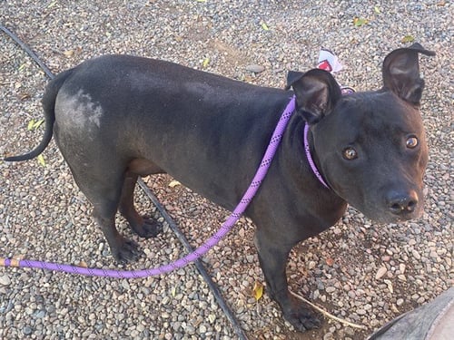 NIKO - Staffordshire Bull Terrier available for adoption