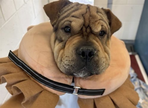 DOWNEY - Chinese Shar-Pei available for adoption