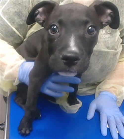 WHOPPERELLA - American Pit Bull Terrier available for adoption