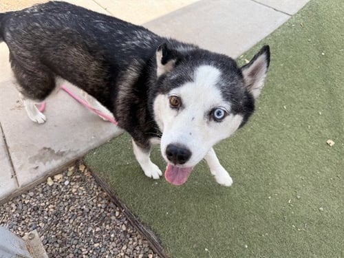 NALA - Husky available for adoption