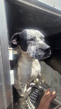 OREO BLIZZARD - Photo 1