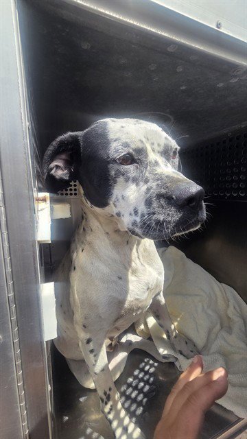 OREO BLIZZARD - Dalmatian available for adoption