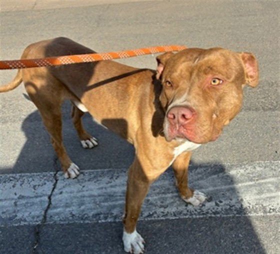 FELIX - American Pit Bull Terrier available for adoption