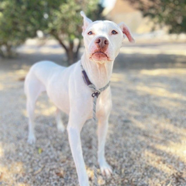 BLANCO - American Pit Bull Terrier available for adoption