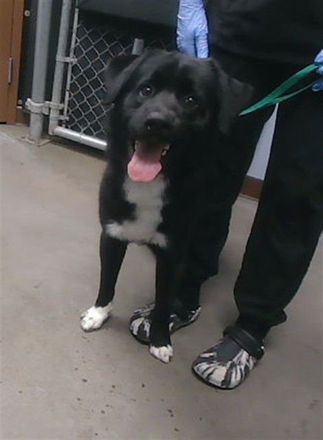 PUTT PUTT - Border Collie / Great Pyrenees available for adoption