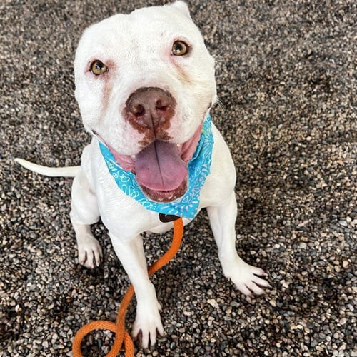 BREVE - American Pit Bull Terrier available for adoption