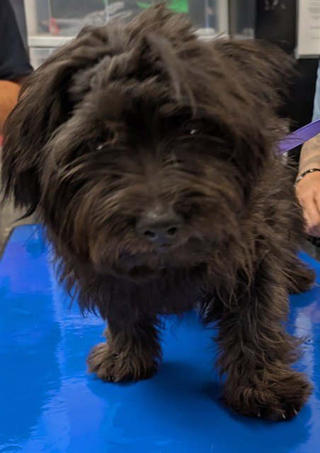 PICASSO - Shih Tzu available for adoption