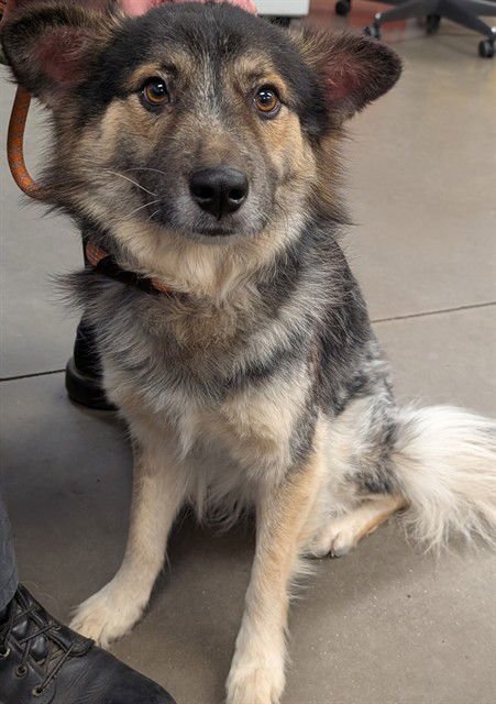 BANJO - German Shepherd Dog available for adoption