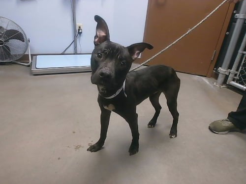 FELIX - American Pit Bull Terrier available for adoption