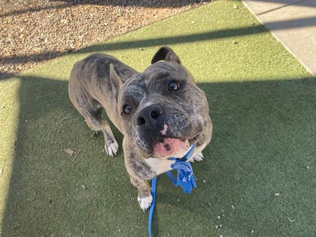 SNICKERS - American Pit Bull Terrier available for adoption