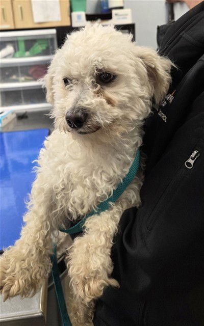 PETE - Bichon Frise / Poodle (Toy) available for adoption