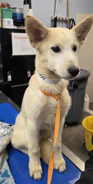 ARCTIC - Siberian Husky available for adoption