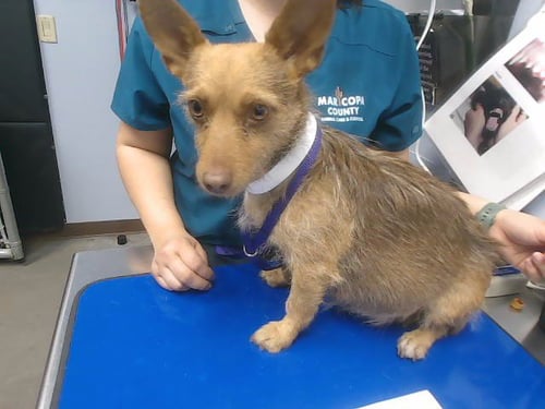 ZIVA - Scottish Terrier Scottie / Chihuahua available for adoption