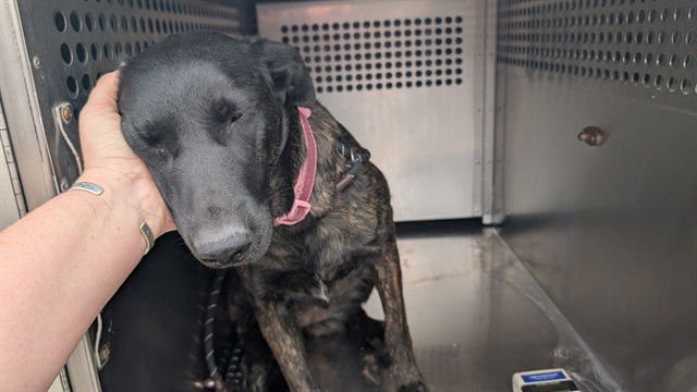 MOLLY - Dutch Shepherd available for adoption