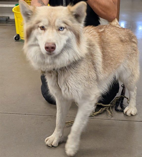 SUGAR - Siberian Husky available for adoption