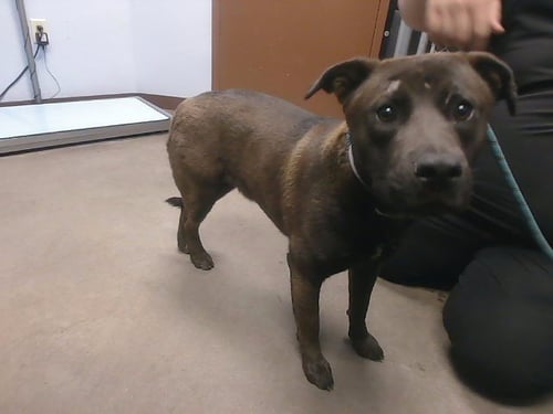 LEMUR - Labrador Retriever / American Pit Bull Terrier available for adoption