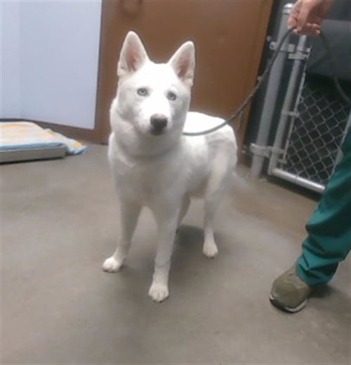 SNOW CONE - American Eskimo Dog available for adoption