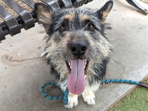 SIMON - Scottish Terrier Scottie / Petit Basset Griffon Vendeen available for adoption