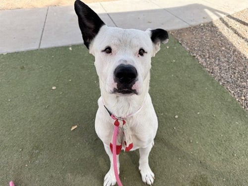 MAGICIAN - American Pit Bull Terrier available for adoption