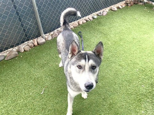 SOY SAUCE - Siberian Husky available for adoption