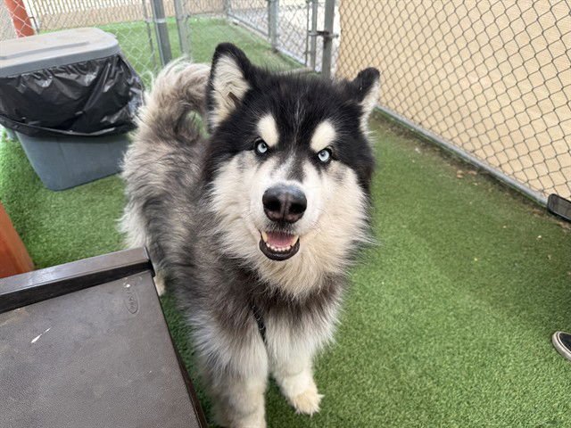 ARES - Alaskan Malamute available for adoption