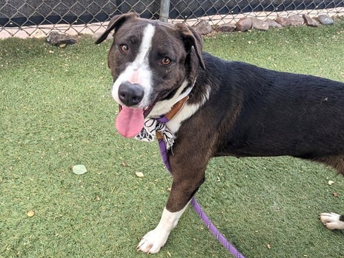 SABLE - American Pit Bull Terrier available for adoption